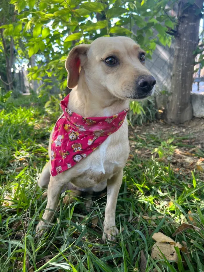 Cachorro raça SRD-ViraLata idade 4 anos nome Lilás 