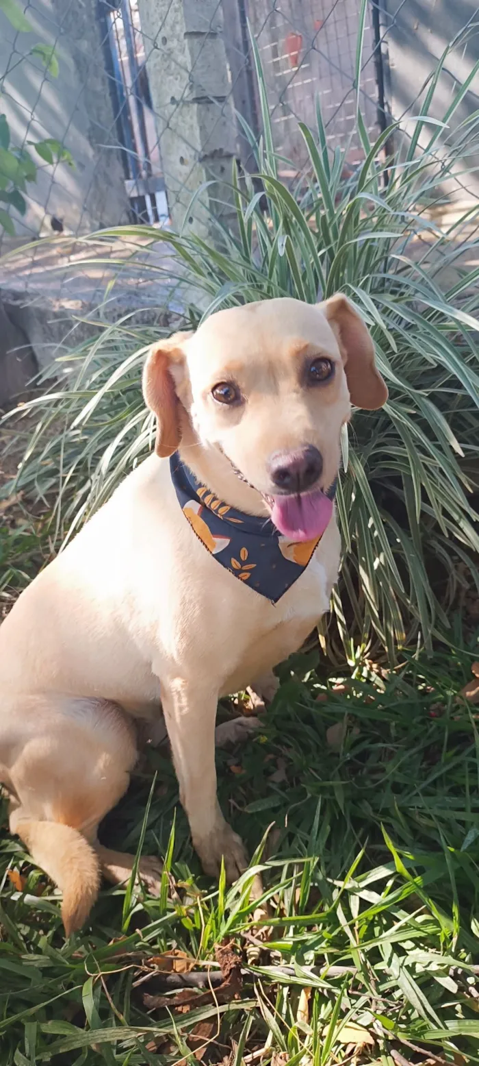 Cachorro raça SRD-ViraLata idade 4 anos nome Lilás 