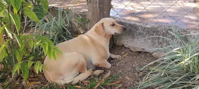 Cachorro raça SRD-ViraLata idade 4 anos nome Lilás 