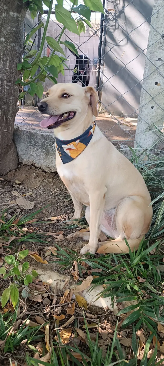 Cachorro raça SRD-ViraLata idade 4 anos nome Lilás 