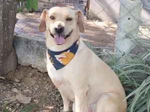 Cachorro raça SRD-ViraLata idade 4 anos nome Lilás 