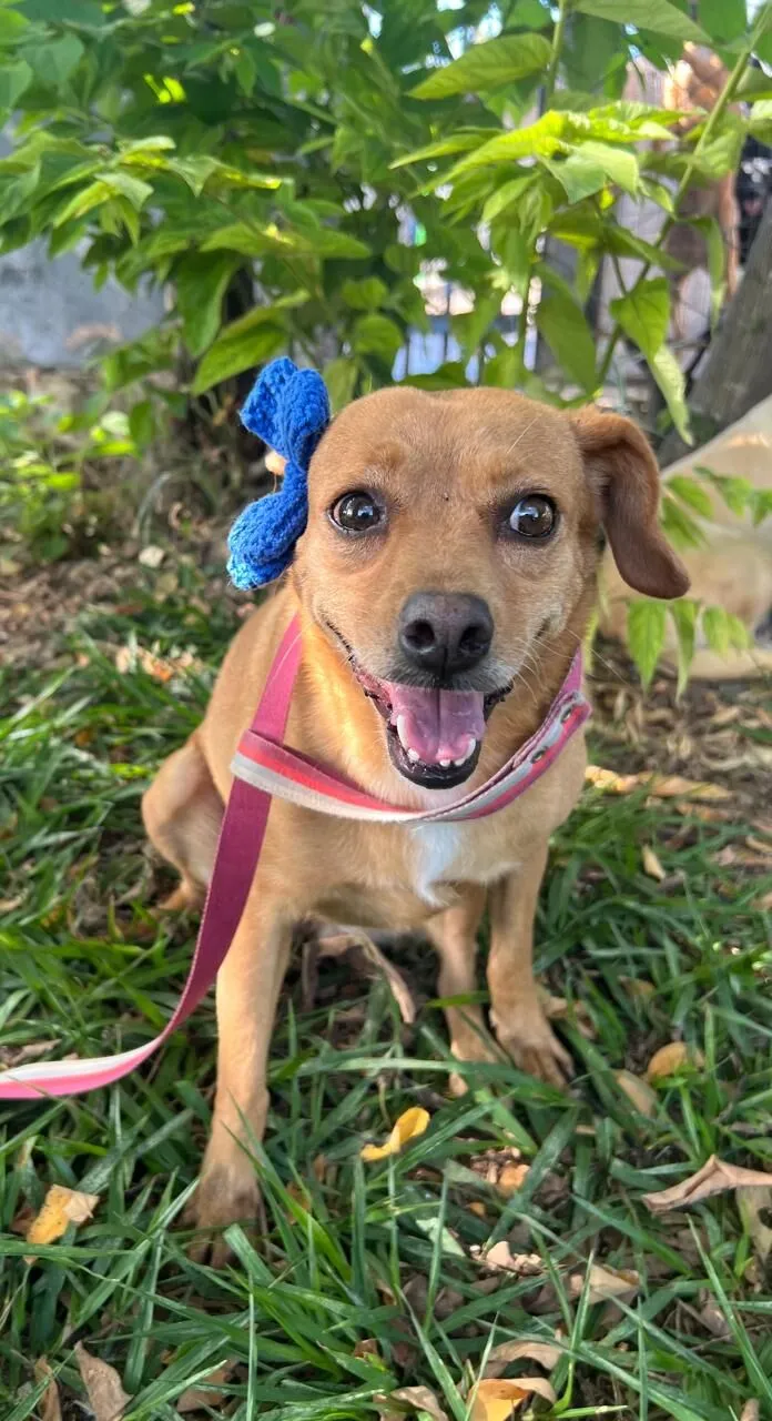 Cachorro raça SRD-ViraLata idade 4 anos nome Carmela 