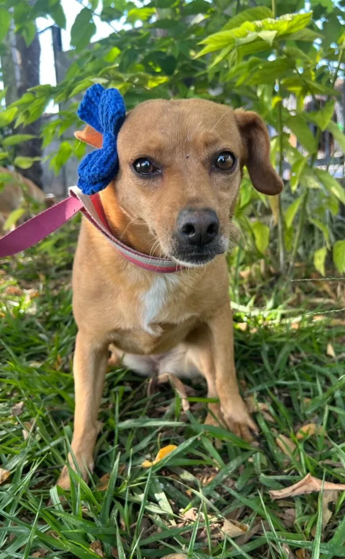 Cachorro raça SRD-ViraLata idade 4 anos nome Carmela 