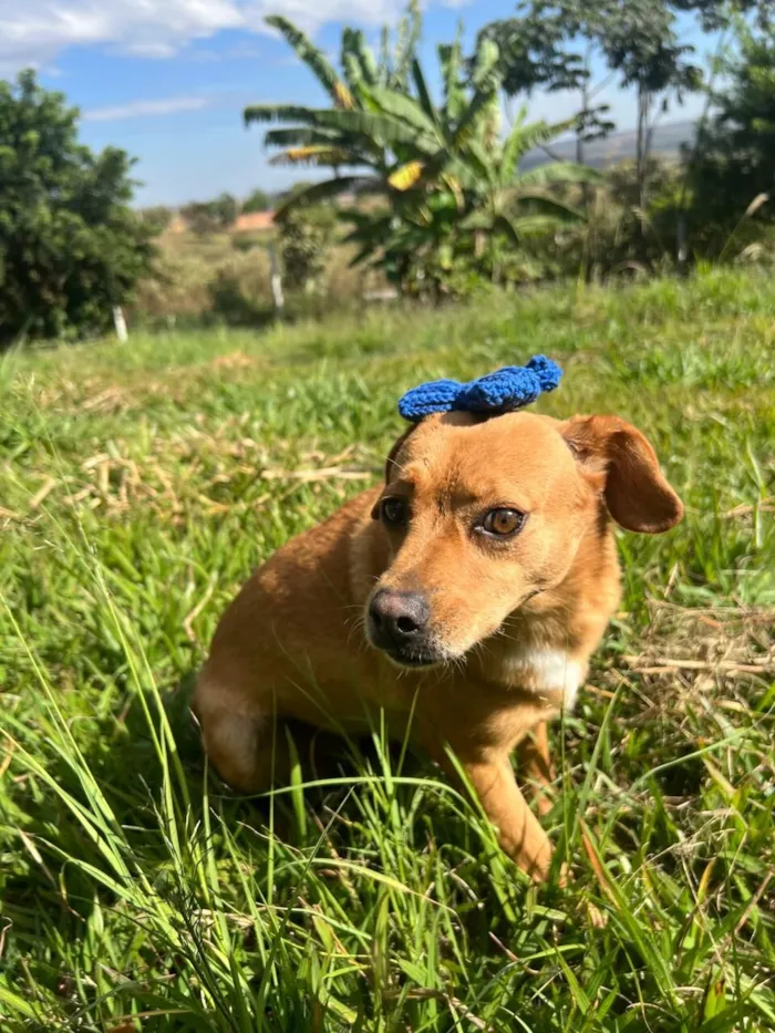 Cachorro raça SRD-ViraLata idade 4 anos nome Carmela 