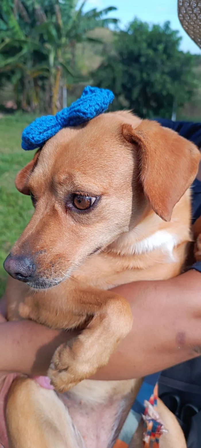 Cachorro raça SRD-ViraLata idade 4 anos nome Carmela 