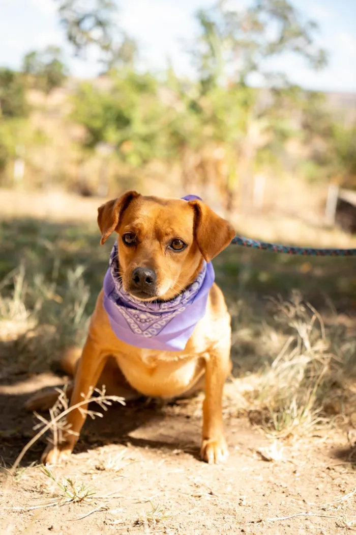 Cachorro raça SRD-ViraLata idade 4 anos nome Carmela 