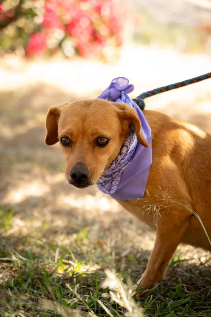 Cachorro raça SRD-ViraLata idade 4 anos nome Carmela 
