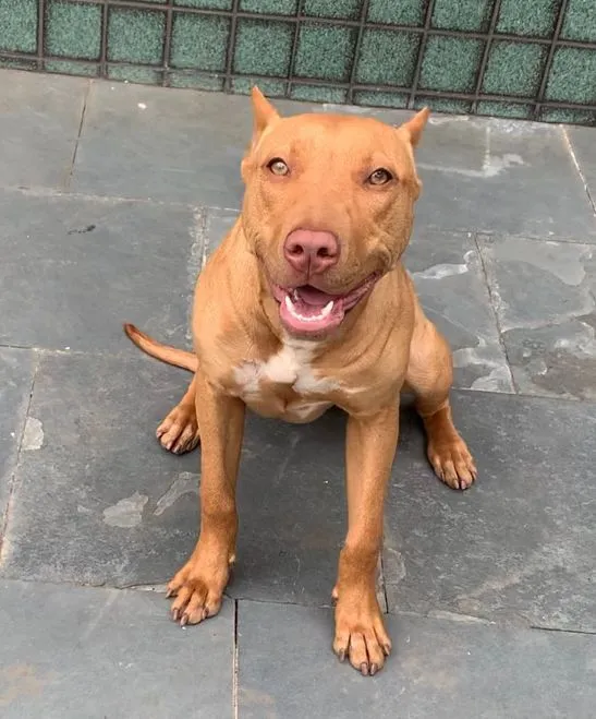 Cachorro raça Pit-Bull idade 3 anos nome wanda
