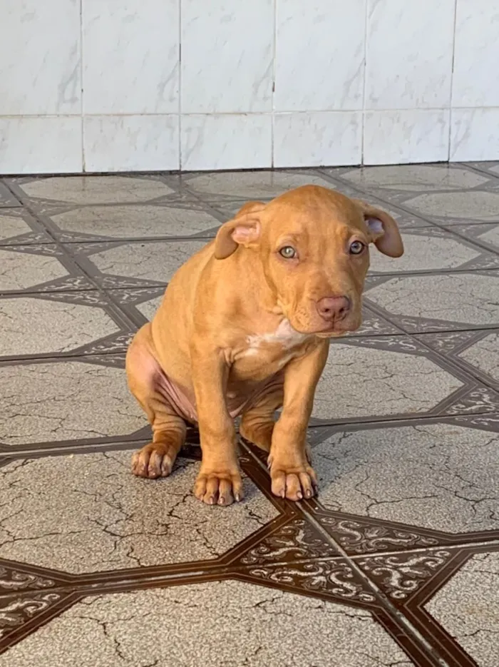 Cachorro raça Pit-Bull idade 3 anos nome wanda