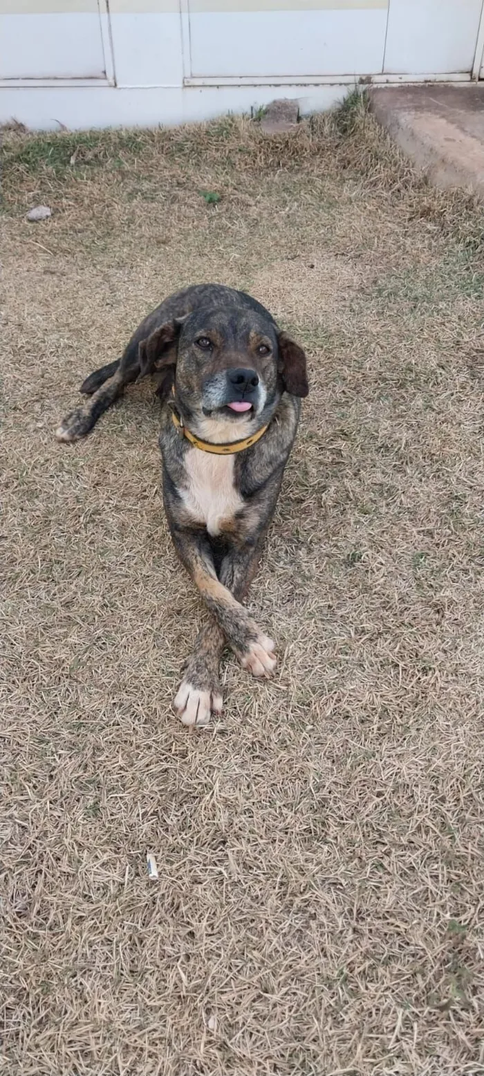 Cachorro raça SRD-ViraLata idade 5 anos nome Pandora