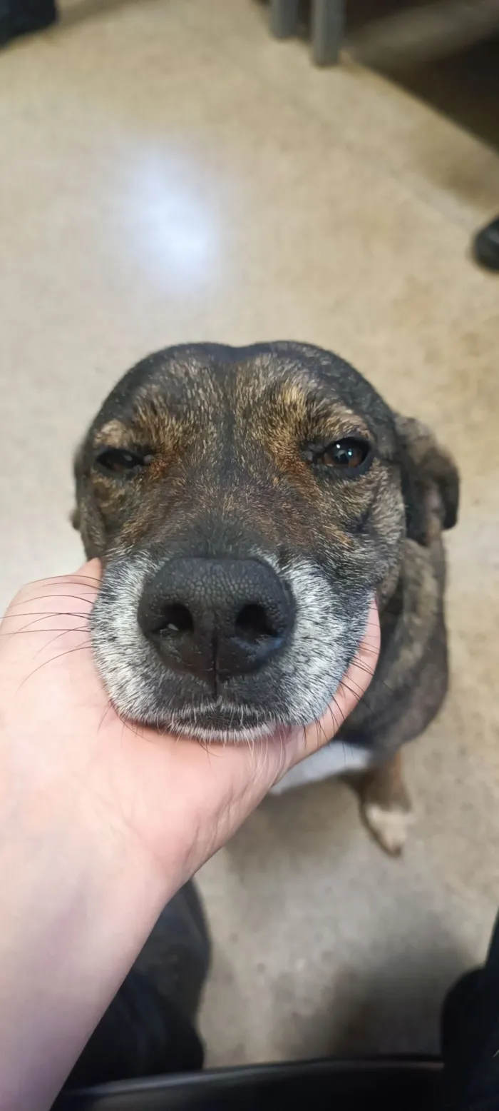 Cachorro raça SRD-ViraLata idade 5 anos nome Pandora