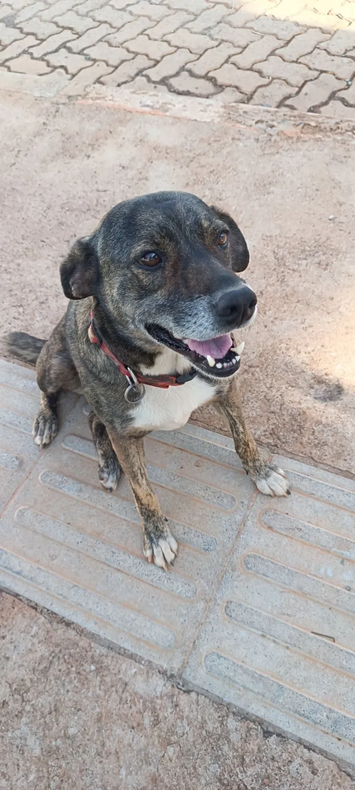 Cachorro raça SRD-ViraLata idade 5 anos nome Pandora