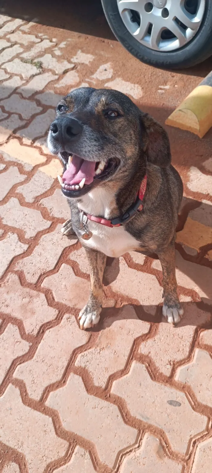 Cachorro raça SRD-ViraLata idade 5 anos nome Pandora