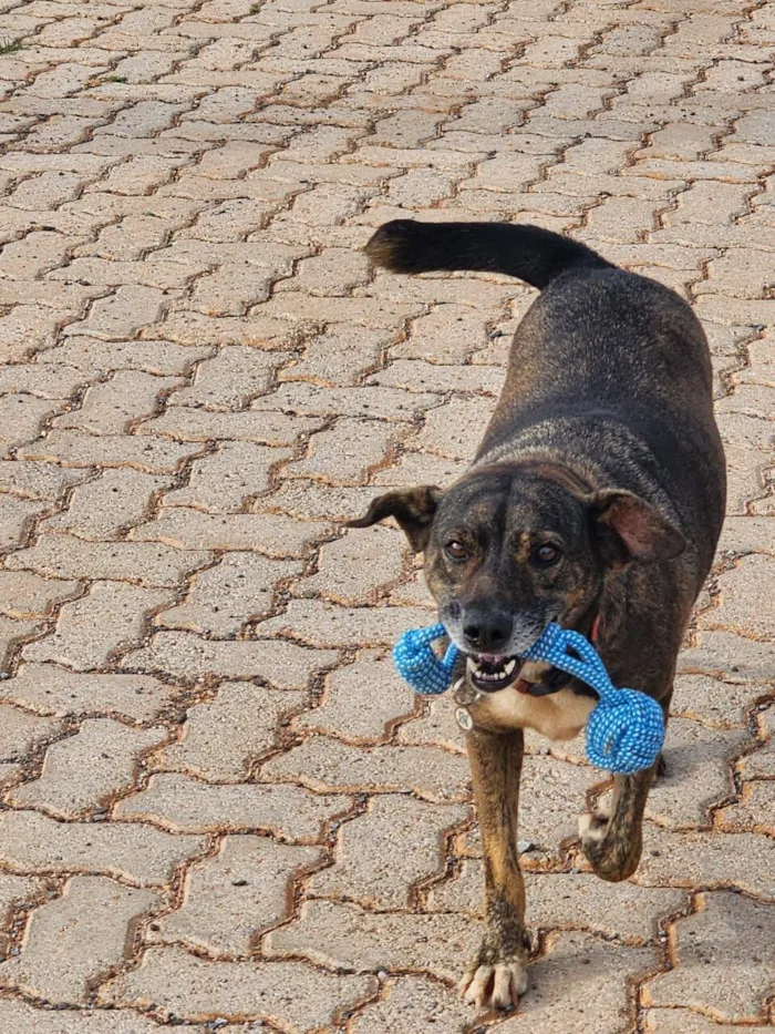 Cachorro raça SRD-ViraLata idade 5 anos nome Pandora