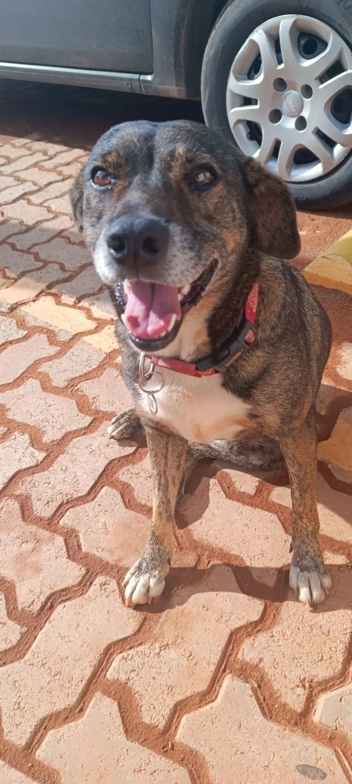 Cachorro raça SRD-ViraLata idade 5 anos nome Pandora