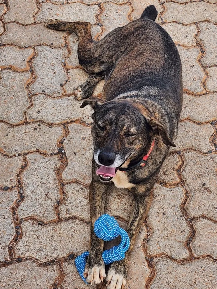 Cachorro raça SRD-ViraLata idade 5 anos nome Pandora
