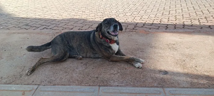 Cachorro raça SRD-ViraLata idade 5 anos nome Pandora