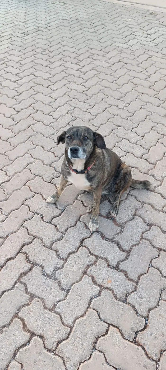 Cachorro raça SRD-ViraLata idade 5 anos nome Pandora