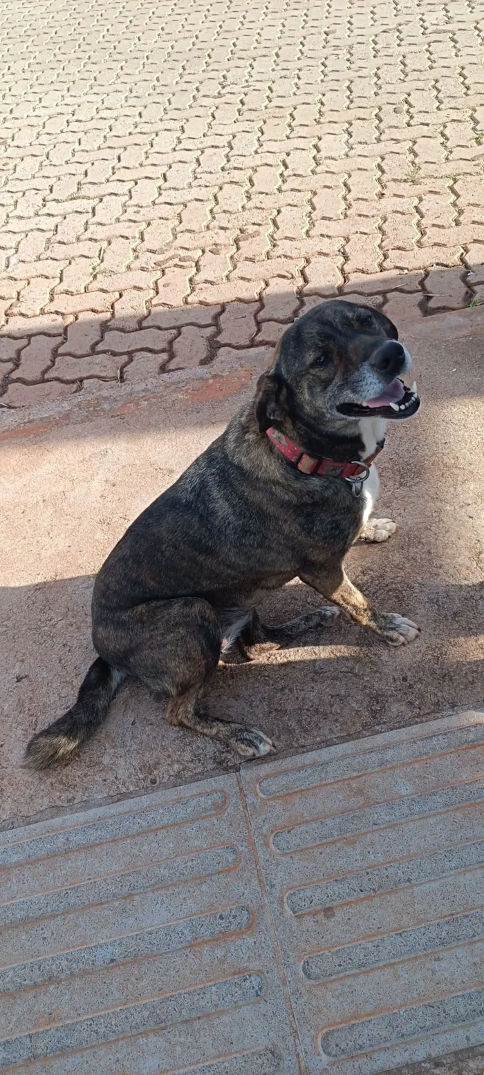 Cachorro raça SRD-ViraLata idade 5 anos nome Pandora