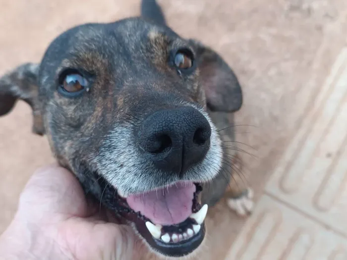 Cachorro raça SRD-ViraLata idade 5 anos nome Pandora