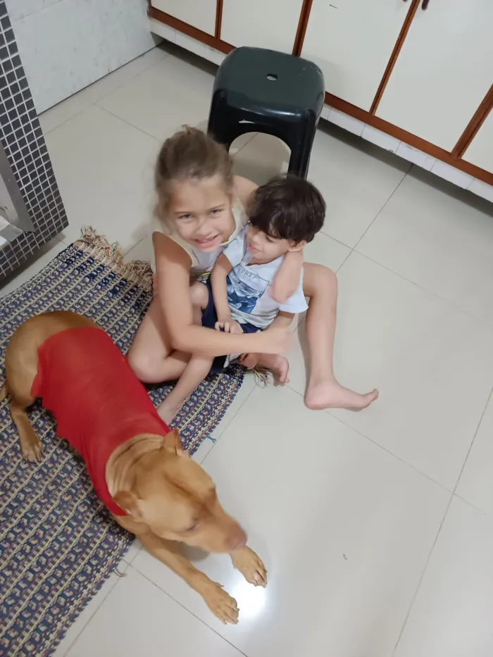 Cachorro raça Pit-Bull idade 3 anos nome wanda