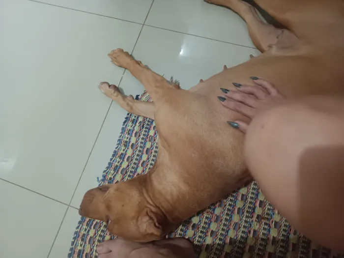 Cachorro raça Pit-Bull idade 3 anos nome wanda