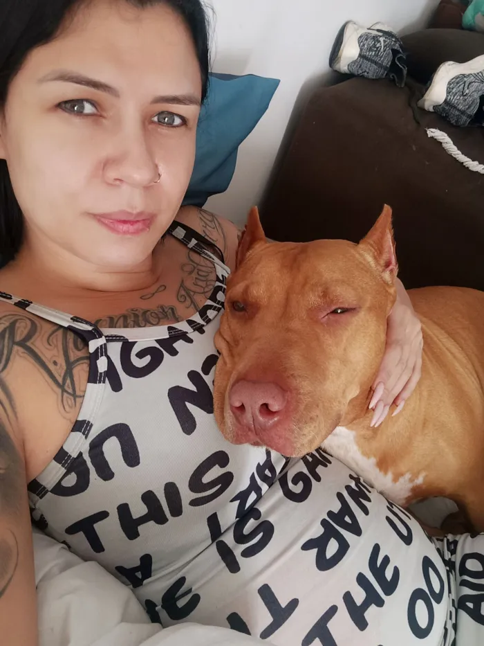 Cachorro raça Pit-Bull idade 3 anos nome wanda