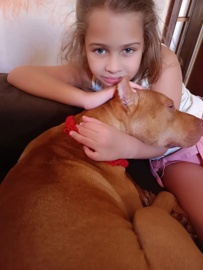 Cachorro raça Pit-Bull idade 3 anos nome wanda