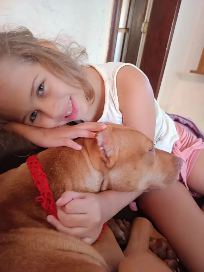 Cachorro raça Pit-Bull idade 3 anos nome wanda
