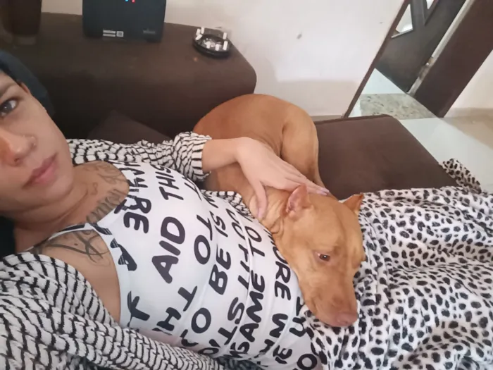 Cachorro raça Pit-Bull idade 3 anos nome wanda