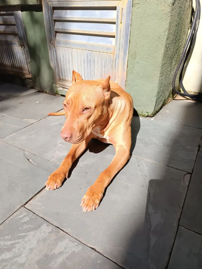 Cachorro raça Pit-Bull idade 3 anos nome wanda