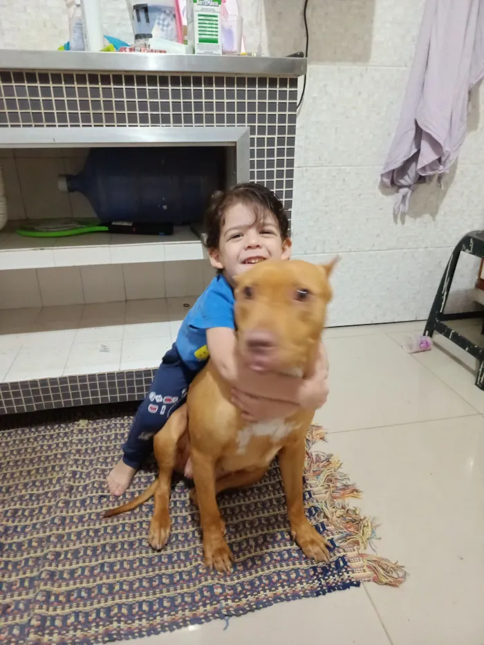 Cachorro raça Pit-Bull idade 3 anos nome wanda