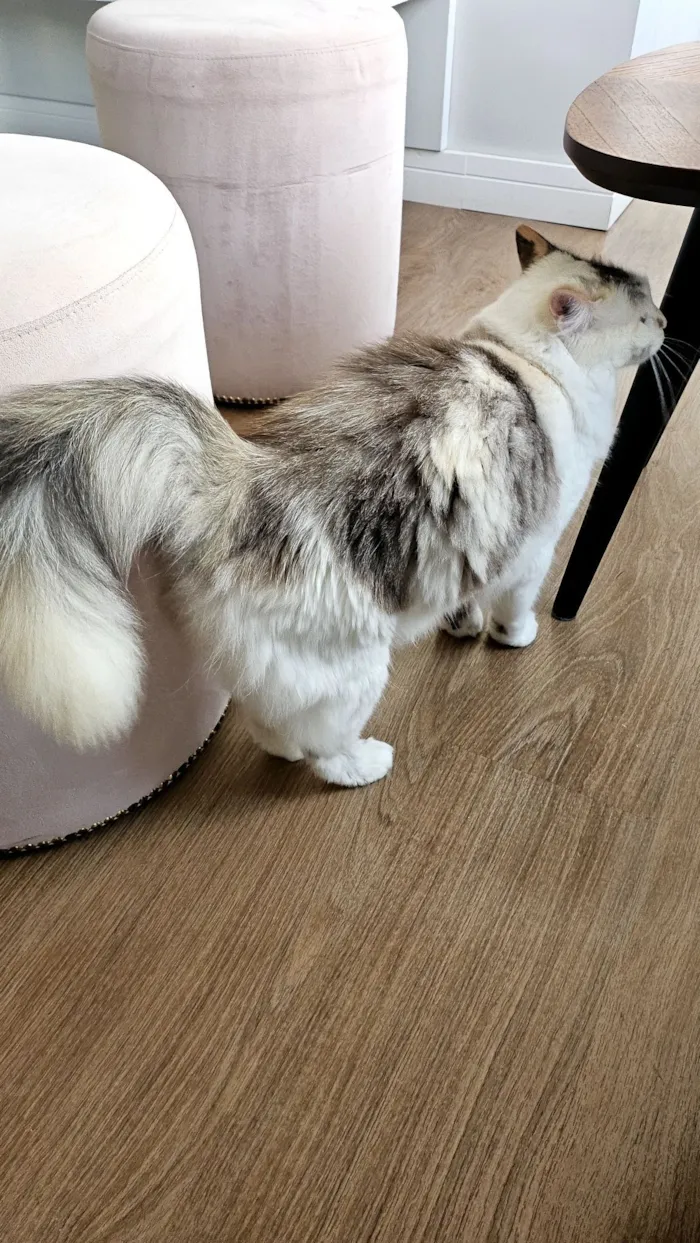 Gato raça SRD-ViraLata idade 4 anos nome Nina