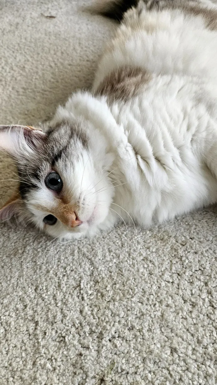 Gato raça SRD-ViraLata idade 4 anos nome Nina