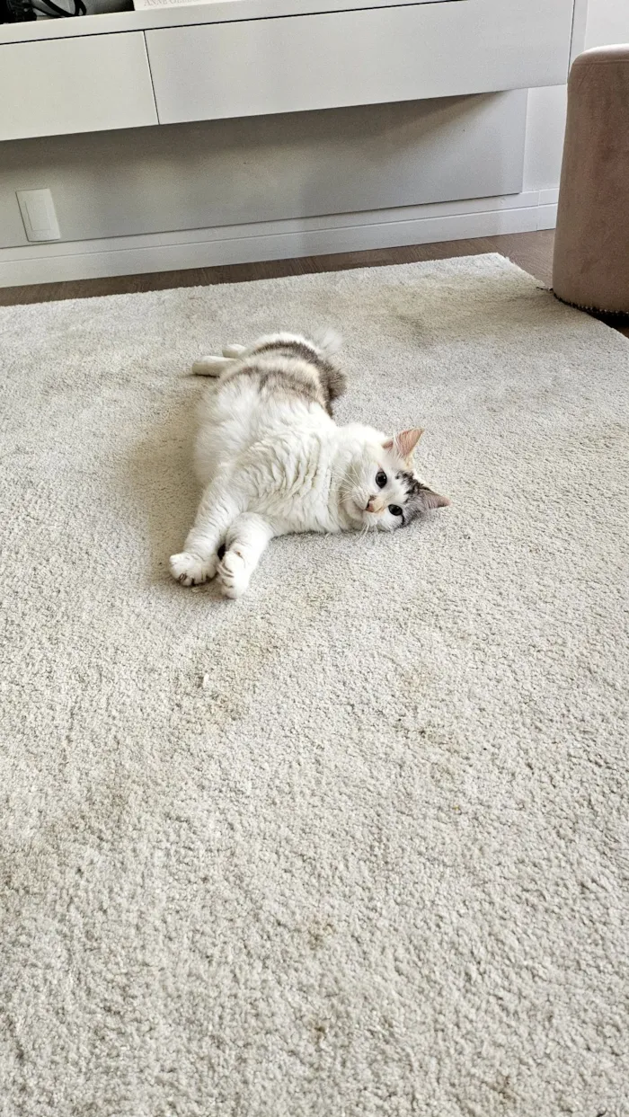 Gato raça SRD-ViraLata idade 4 anos nome Nina