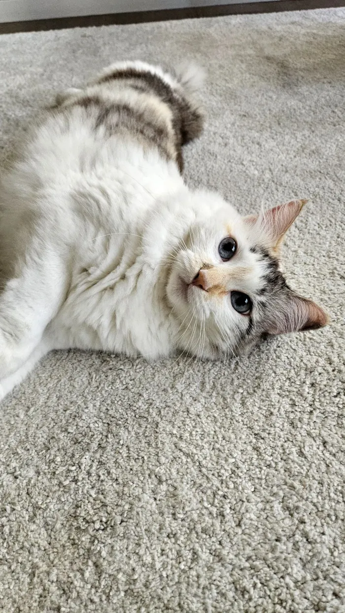 Gato raça SRD-ViraLata idade 4 anos nome Nina