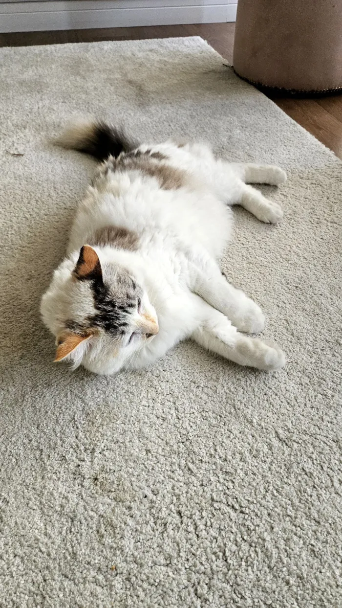 Gato raça SRD-ViraLata idade 4 anos nome Nina