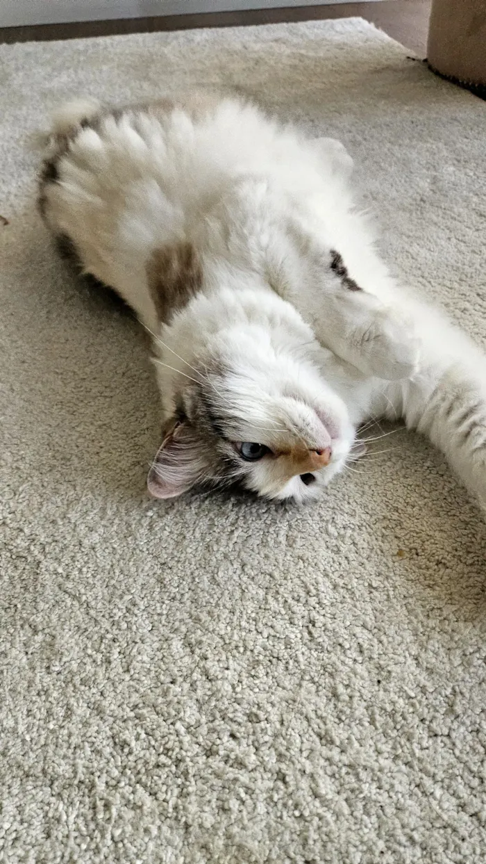 Gato raça SRD-ViraLata idade 4 anos nome Nina