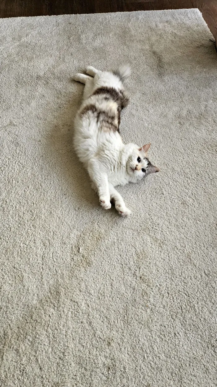 Gato raça SRD-ViraLata idade 4 anos nome Nina