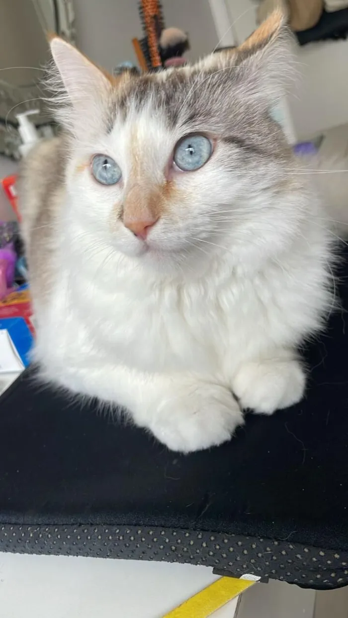 Gato raça SRD-ViraLata idade 4 anos nome Nina