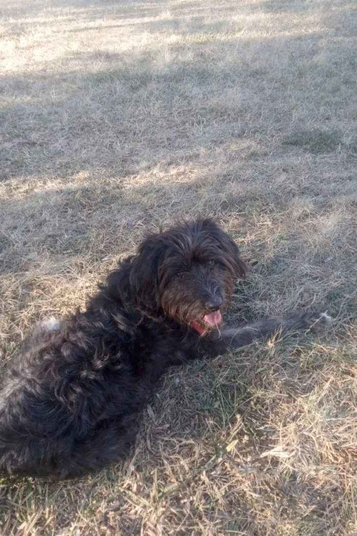 Cachorro raça SRD-ViraLata idade 1 ano nome trovão 