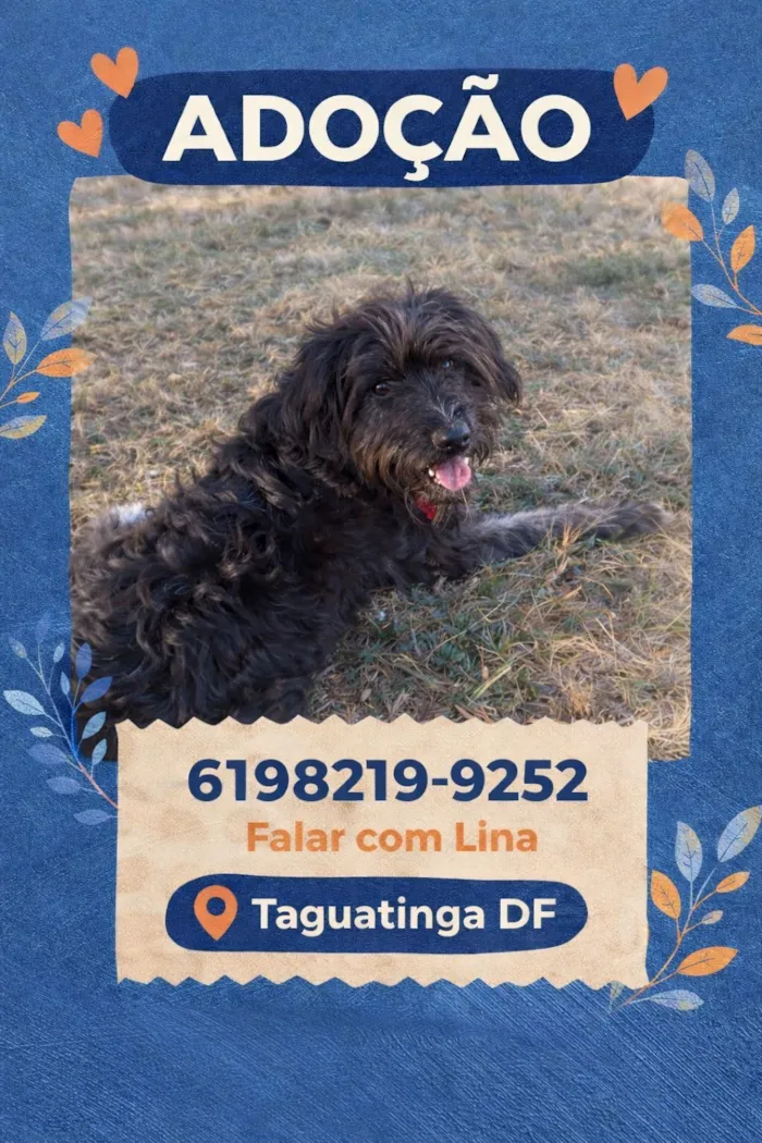 Cachorro raça SRD-ViraLata idade 1 ano nome trovão 