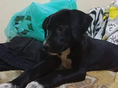 Cachorro raça SRD-ViraLata idade 2 a 6 meses nome Lola