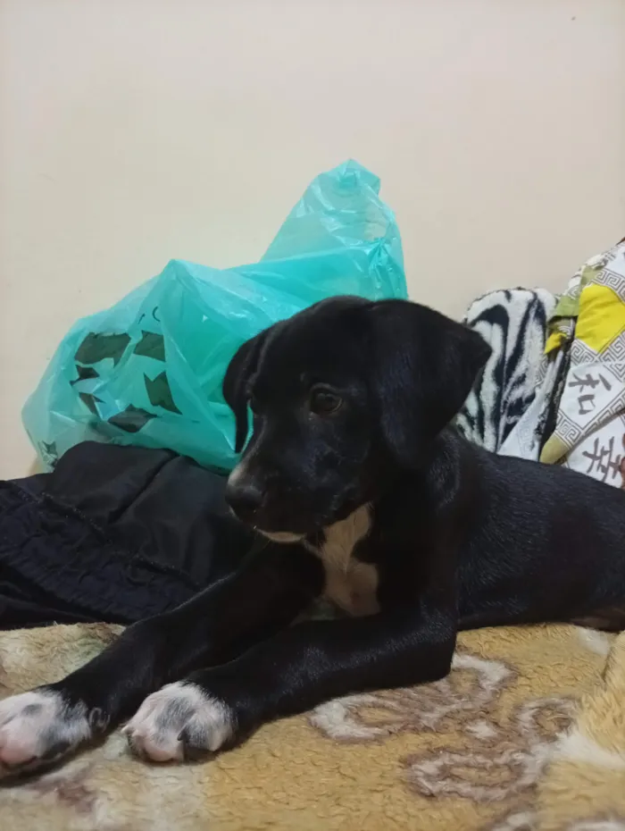 Cachorro raça SRD-ViraLata idade 2 a 6 meses nome Lola