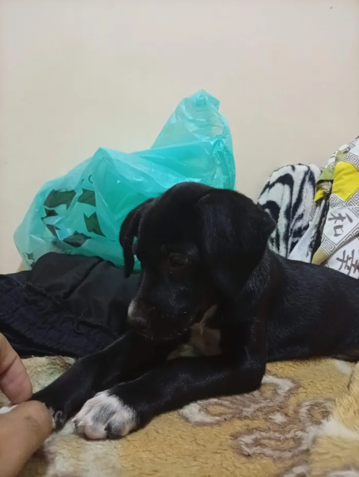 Cachorro raça SRD-ViraLata idade 2 a 6 meses nome Lola