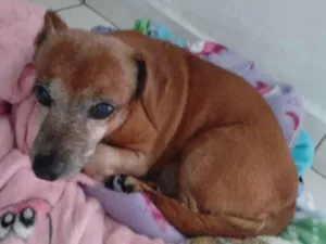 Cachorro raça Basset-Cofap idade 6 ou mais anos nome Alessandro Alves