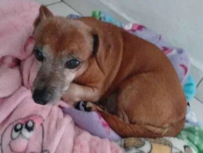 Cachorro raça SRD-ViraLata idade 6 ou mais anos nome Alessandro Alves