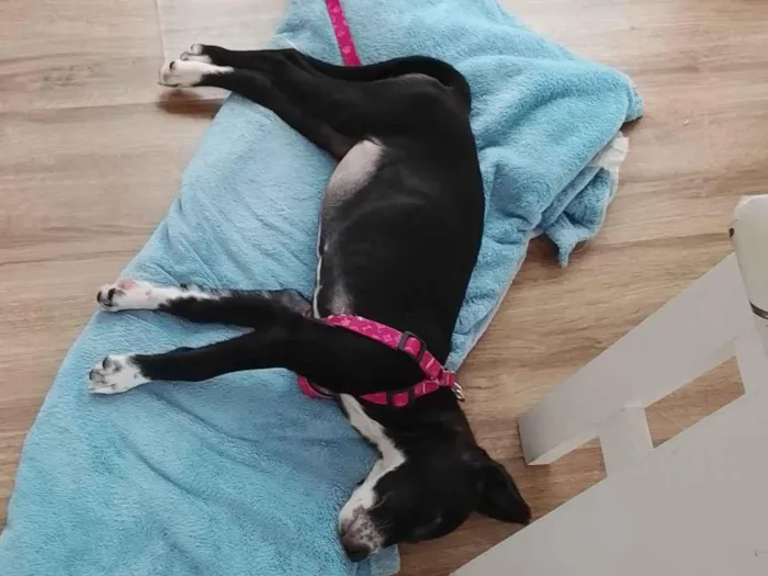 Cachorro raça SRD-ViraLata idade 2 a 6 meses nome Maya