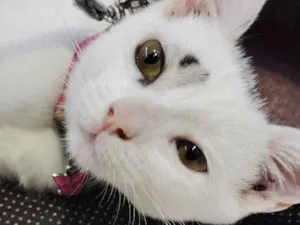 Gato raça Exótico idade 2 a 6 meses nome Zara