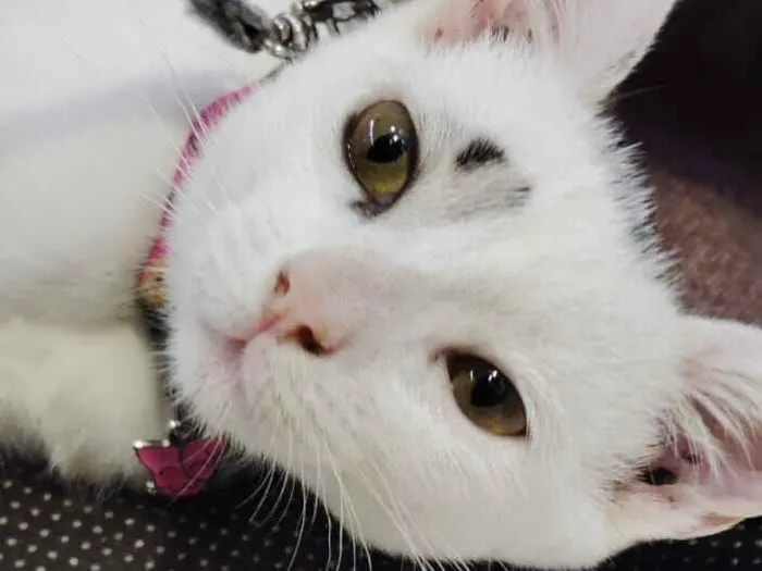 Gato raça Exótico idade 2 a 6 meses nome Zara